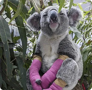 Caring for Koalas: Meet Ambo the Koala with Nine Lives